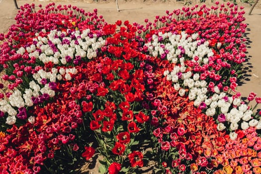 Blooming floral park in shape of tied bow. Colorful Tulip flowers blooming in the garden field landscape. Beautiful spring garden with many red tulips outdoors. Stripped tulips growing in flourish meadow sunny day Keukenhof. Natural floral pattern blowing in wind in spring