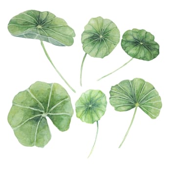 Centella asiatica, gotu cola leaves set. Hand drawn Asiatic pennywort watercolor botanical illustration, isolated elements bundle for cosmetics, packaging, beauty, labels, herbal dietary supplements