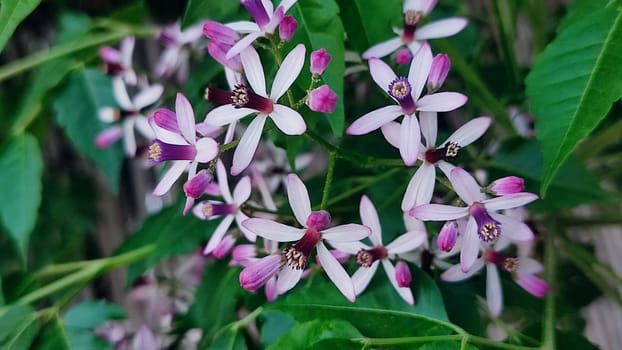 pink white flowers, nature background summer spring. High quality photo