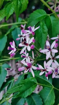 pink white flowers, nature background summer spring. High quality photo