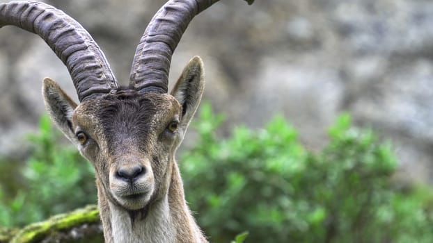 Close-up of a mountain goat shows its head and horns; it grows restless and leaves.