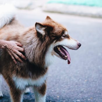 Close-up portrait big white brown Alaskan Malamute dog. Old lady hand takes care about pet.