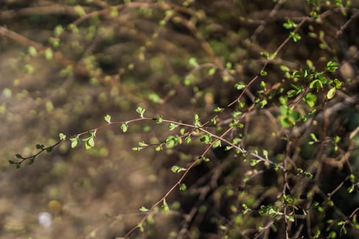 Spring branches of a tree with the first leaves in the forest. Beauty in nature, awakening. Copy space and empty space for advertising background.