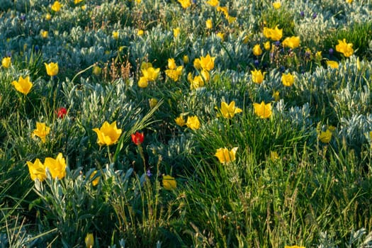 Field of yellow wild tulips with a sun in the background. The sun is setting, creating a warm and peaceful atmosphere.