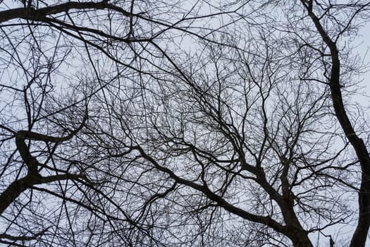 tree branches without leaves against the blue sky, bottom view