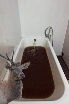 Panty detox bath therapy concept. Maral bathroom with real antlers of maral. Alternative coametology procedure.