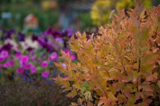 Japanese spirea Firelight closeup on the homestead. Latin name - Spiraea japonica Firelight