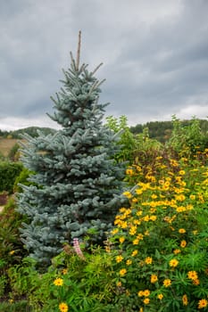 Growing blue Picea glauca in a coniferous garden