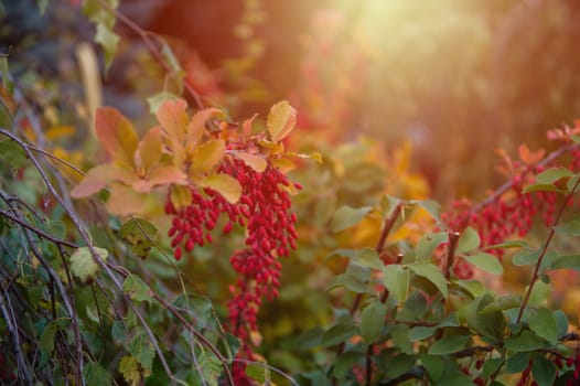 Red Berberis vulgaris berries on branch in autumn garden, ready for harvesting.