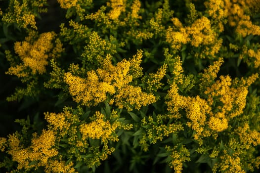 Solidago Praecox or european goldenrod or woundwort yellow flowers