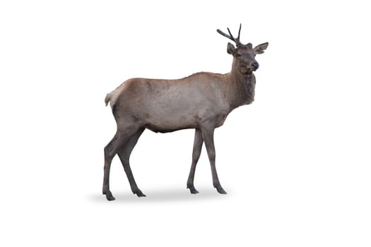 Altai wapiti - maral isolated on a white background