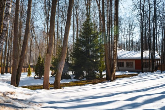 Modern backyard with trees at winter time for background