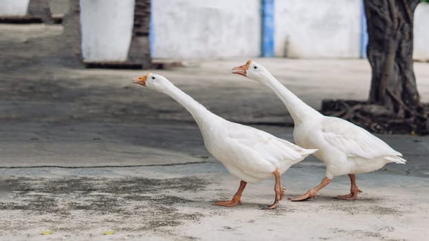 Several white geese walking together in small city. Craned necks. Summer mood, live close to domestic farm animals. Funny couple of friends.