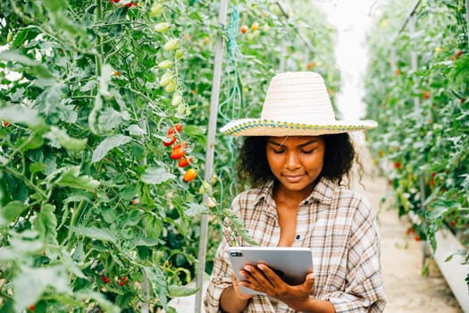 Smart farming with a young Black woman farmer using a digital tablet for inspecting and controlling tomato quality in the greenhouse. Owner smiles while examining vegetables, showcasing innovation.