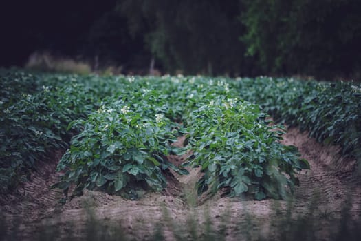 A beautiful view of flowering potatoes with green tops planted in rows on a field with blurred forest planting in the distance on a sunny day, close-up side view.