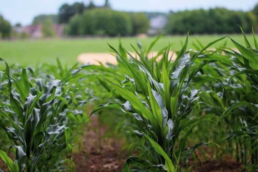 Beautiful view of young shoots of corn planted in rows on a rural field on a sunny day, close-up side view with depth of field.