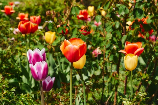 a bulbous spring flowering plant of the lily family, with boldly colored cup shaped flowers