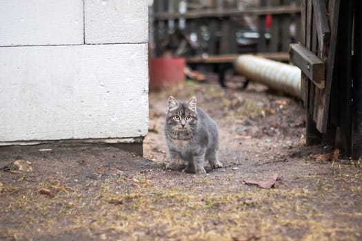 A Felidae, gray cat with whiskers sits on the asphalt road surface, staring at the camera. It is a small to mediumsized terrestrial animal, possibly eyeing a rodent in the grass nearby