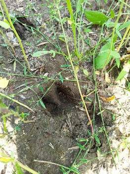 A small animals paw print imprinted in the soil, showcasing a delicate and intricate pattern.