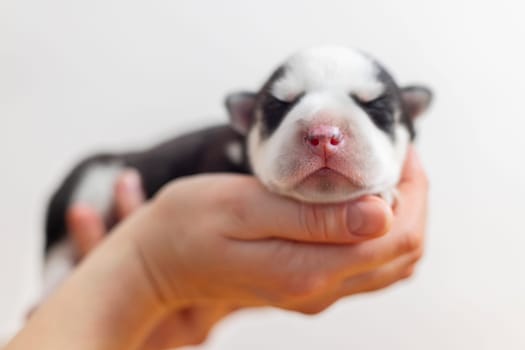 Person holding a newborn puppy in their hands against white.