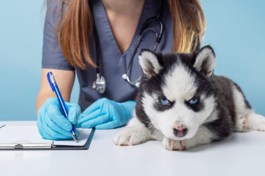 Husky puppy with blue eyes during vet exam on blue background. Pet health care concept. Design for poster, banner, card.