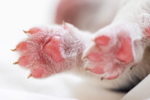 Macro shot of husky puppy's pink paw and nose, white fur background. Detail shot for wallpaper and educational content.