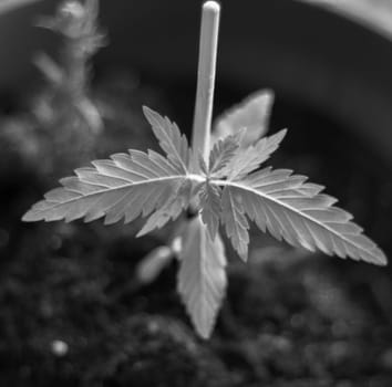 Witness the early stages of growth with this captivating image featuring a young cannabis sprout