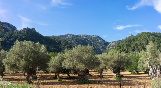 A serene olive grove with gnarled trees against a backdrop of lush mountain greenery under a clear sky.