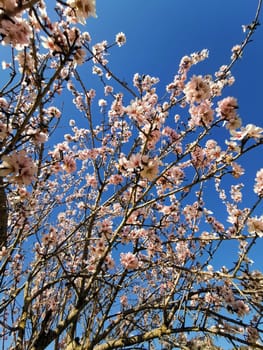 Almond tree branches laden with delicate pink blossoms stretch upwards, embracing the clear blue sky above.