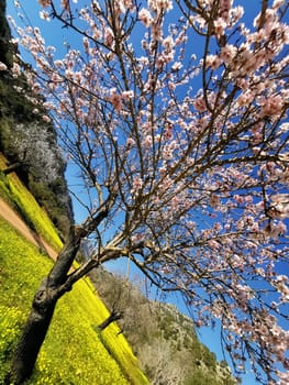 Almond tree branches laden with delicate pink blossoms stretch upwards, embracing the clear blue sky above.