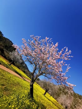 A lone almond tree in full bloom stands tall amidst a carpet of wild yellow flowers, under the clear blue sky.
