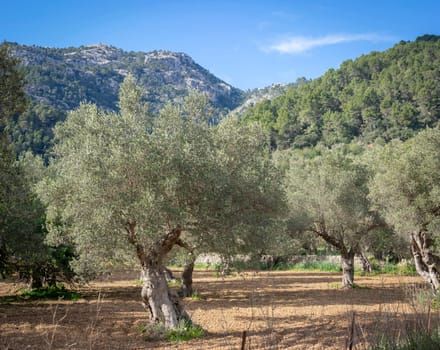 Robust olive trees with twisting trunks in a tranquil rural landscape, basking in the Mediterranean sun.