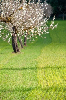 A single flowering tree stands out with its white blossoms against the lush green of an early spring meadow