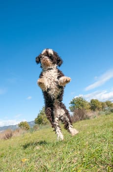 A curly-coated poodle standing on hind legs in a green field, with a bright blue sky above