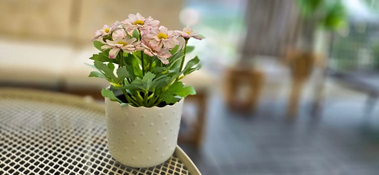 Beautiful decoration Plant in small pot. Green plant in small pot placed as room decorations and interior decor. for content backgrounds