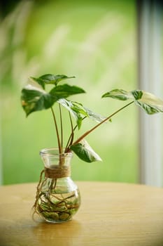 Beautiful decoration Plant in small pot. Green plant in small pot placed as room decorations and interior decor. for content backgrounds