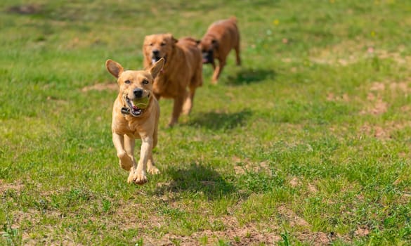 A golden dog in the foreground gallops towards the viewer with a beaming expression and a ball in its mouth. Behind it, two more dogs of similar breed follow eagerly, all set against a backdrop of a sunlit, grassy field