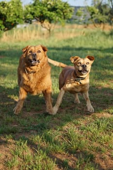 A pair of exuberant dogs enjoy a playful romp outdoors, with the sun casting a golden light