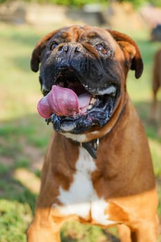 A close-up of a boxer dog with a joyful expression and tongue out, basking in the sun