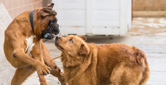 Two dogs engage in playful antics, with one gently biting the other's ear