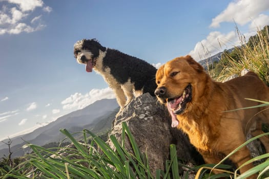 Perched on a mountain boulder, two dogs, one with a shaggy coat and the other golden-furred, pant happily after a hike. They survey the landscape, guardians of the peak, with a panoramic view stretching behind them under a vast sky