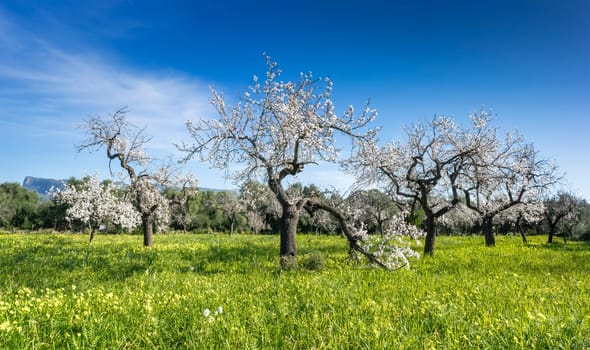 Ancient almond trees, with their gnarled branches reaching skyward, are festooned with delicate white flowers, dancing in the gentle breeze above a vibrant field