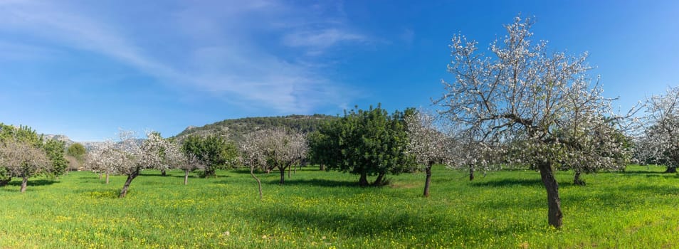 An expansive landscape showcases almond trees clothed in white blossoms, with a tapestry of yellow wildflowers underfoot, all set against the backdrop of a rugged mountain range and a sweeping blue sky,