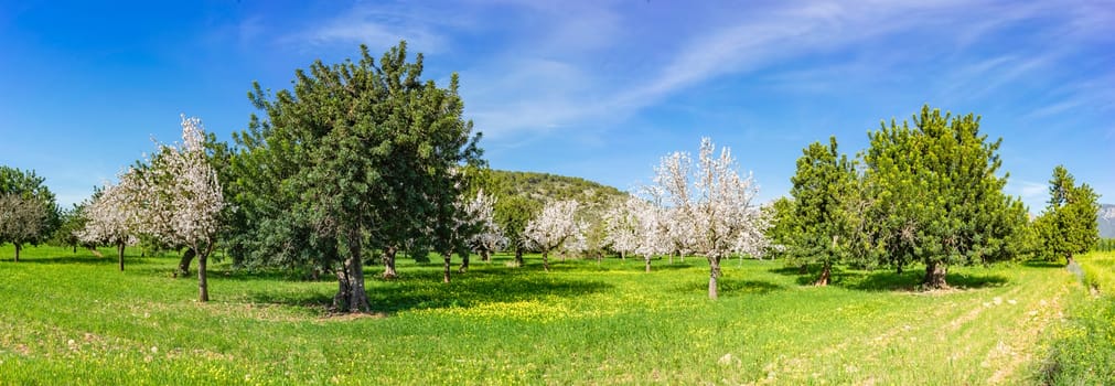 In this panoramic view, a stunning orchard displays the contrast of almond trees in full white bloom against the rich greenery of mature trees and a lush carpet of yellow wildflowers,