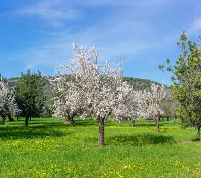 Almond trees in full bloom stand majestically in an orchard, their white blossoms creating a stark contrast against the lush green meadow peppered with yellow wildflowers.