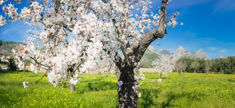 A breathtaking panorama where almond trees clad in white blossoms dominate the foreground, while a meadow of yellow blooms stretches towards majestic mountains under the expanse of a brilliant blue sky,