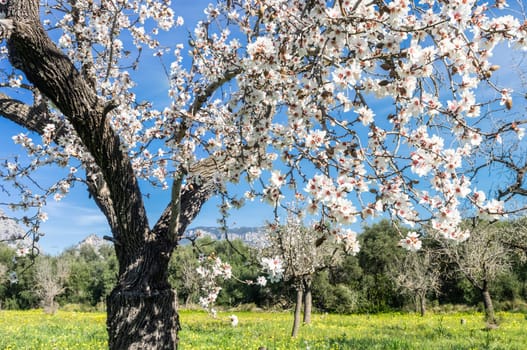 An almond tree's intricate branches are adorned with a delicate array of white blossoms, standing proudly before a field of vivid wildflowers.