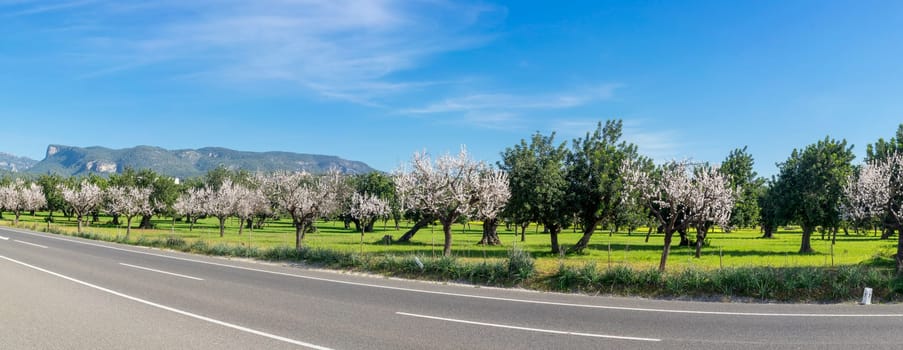 A captivating roadside perspective shows rows of almond trees in full bloom, their white flowers dazzling against the green backdrop of a mountainous landscape. T