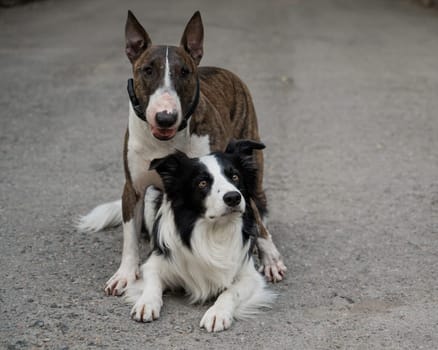 Two dogs are hugging on a walk. Border collie and bull terrier