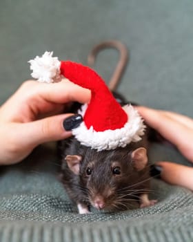 Rat in Santa's hat. Symbol of the Chinese New Year. Funny black rat Dumbo in a red santa checker on a green background